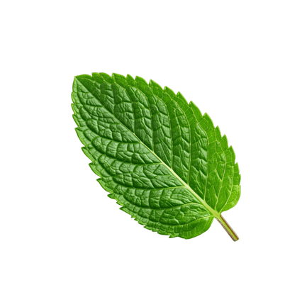 Mint leaf